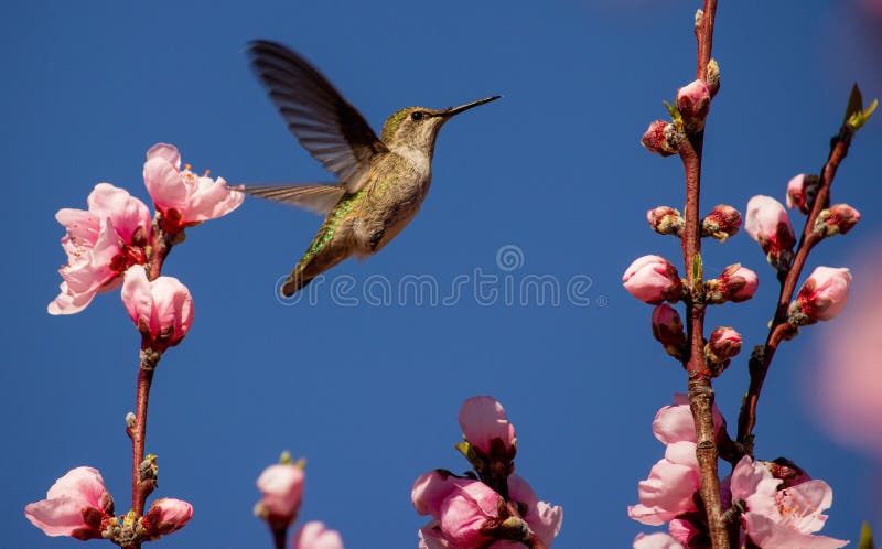California Hummingbird in Spring with Cherry Blossoms and Joy in its Heart on a Glorious Sunny Blue Sky Day