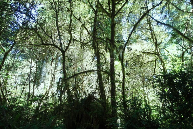A Jungle in California stock image. Image of jungle - 104520215