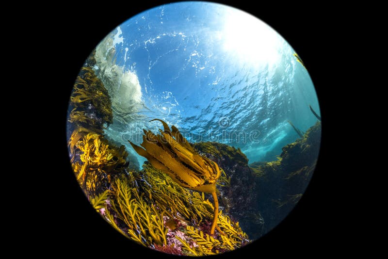 California Kelp Bed fisheye perspective