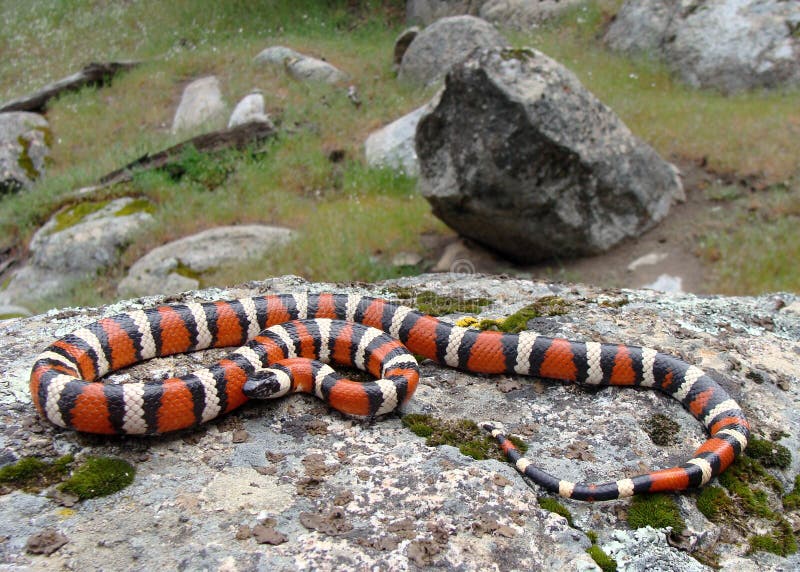 A Sierra Mountain Kingsnake, Lampropeltis zonata multicincta, subspecies of California Mountain King Snake in California, USA. Mountain milk stock images, royalty-free photos and pictures