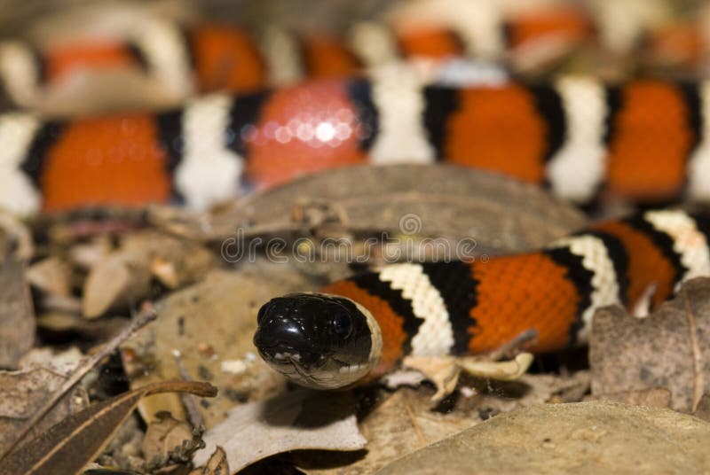California mountain kingsnake macro shot royalty free stock photography