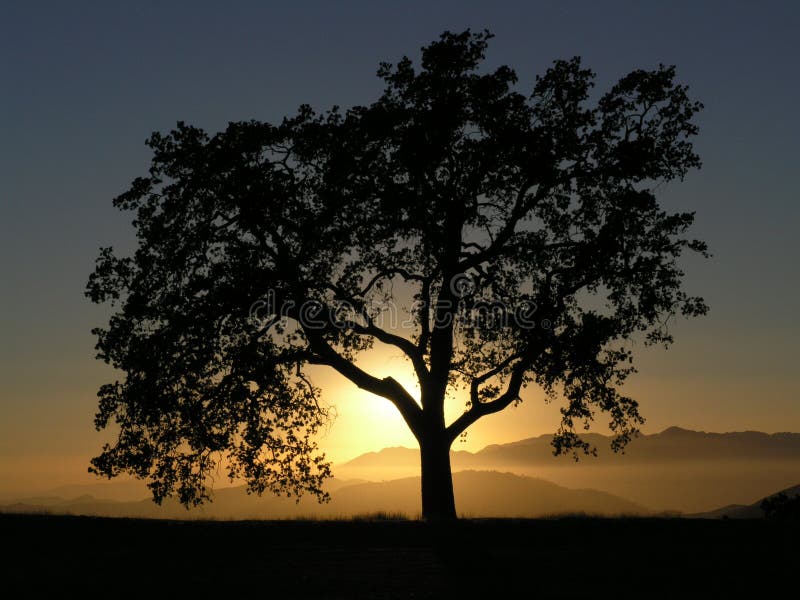 California Oak Mountain Sunset stock photo
