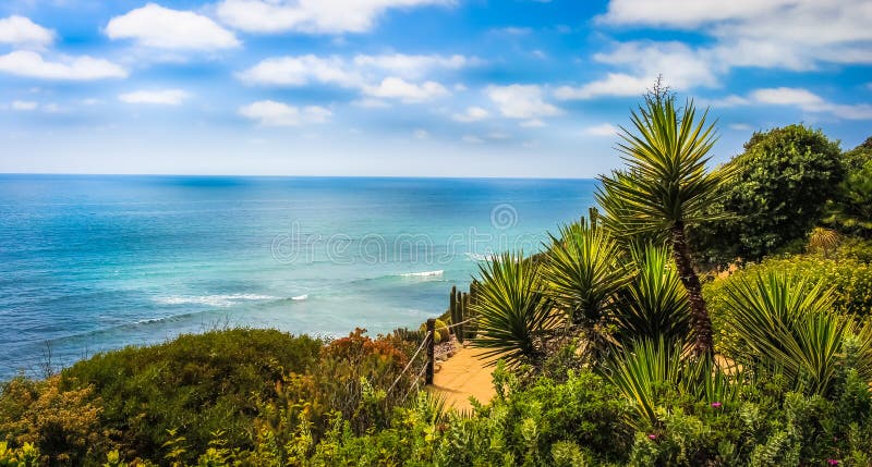 Palm Trees In San Diego S Meditation Garden Stock Photo Image Of
