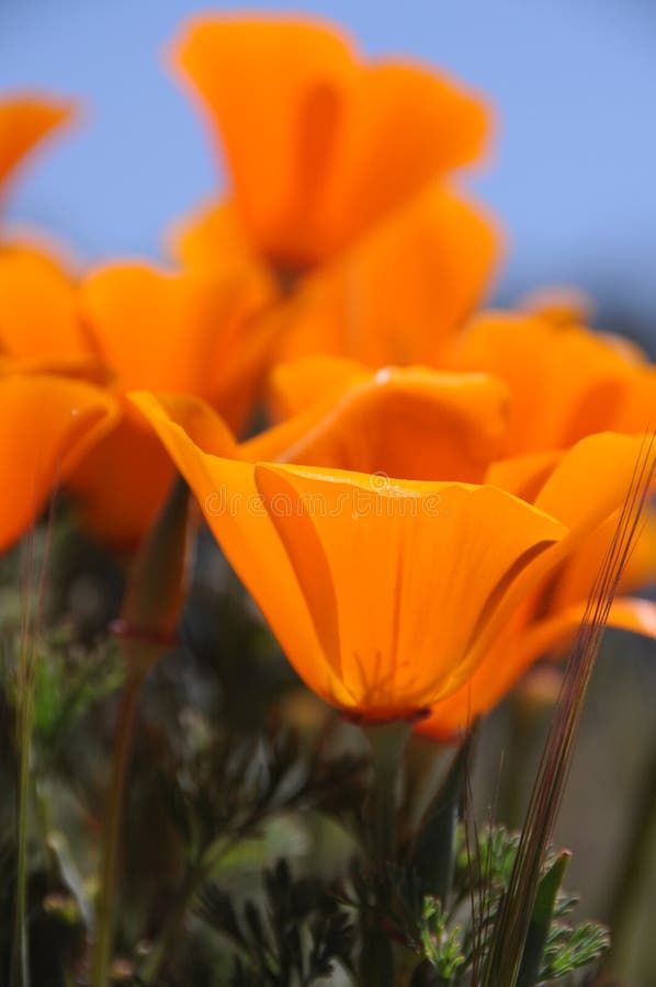 California poppies