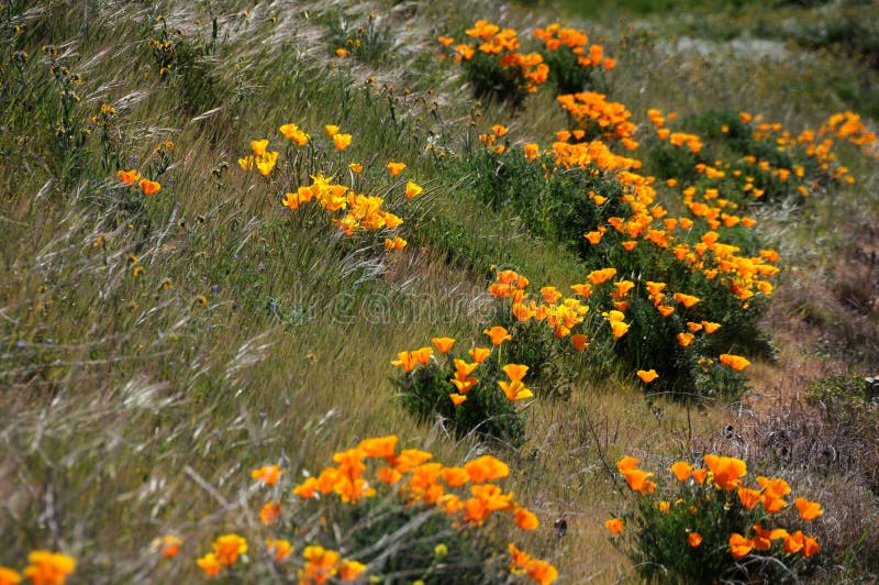 California poppies