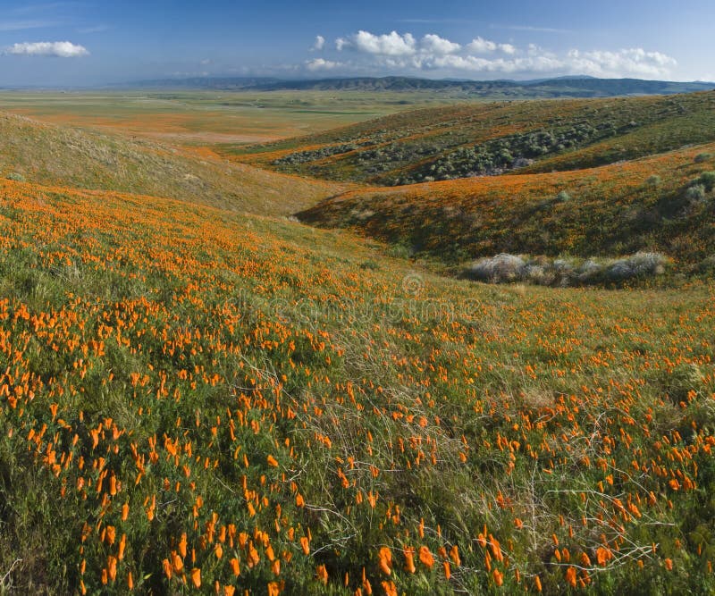 California poppies stock photo