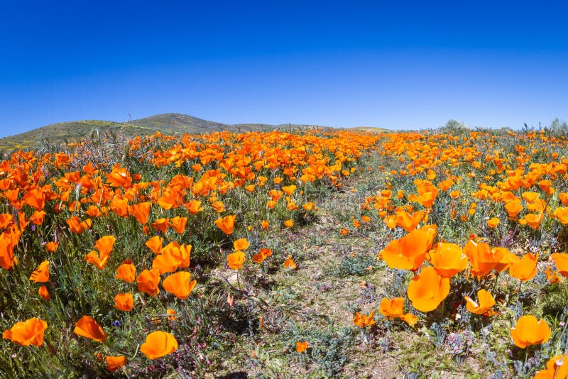 Tisíce kvetov kvitne na kopcoch Antilopy Valley, Kalifornia Maku Zachovať s turistický chodník cez pole.