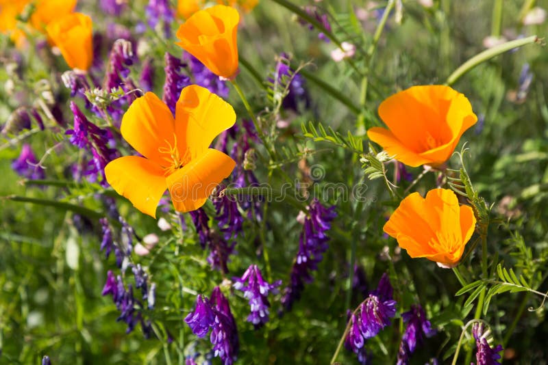 California Poppies in a Field with Purple Flowers