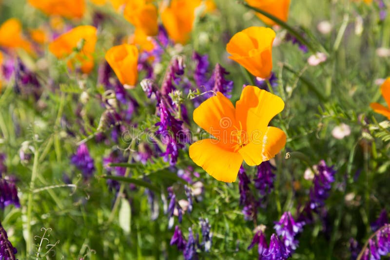 California Poppies in a Field with Purple Flowers