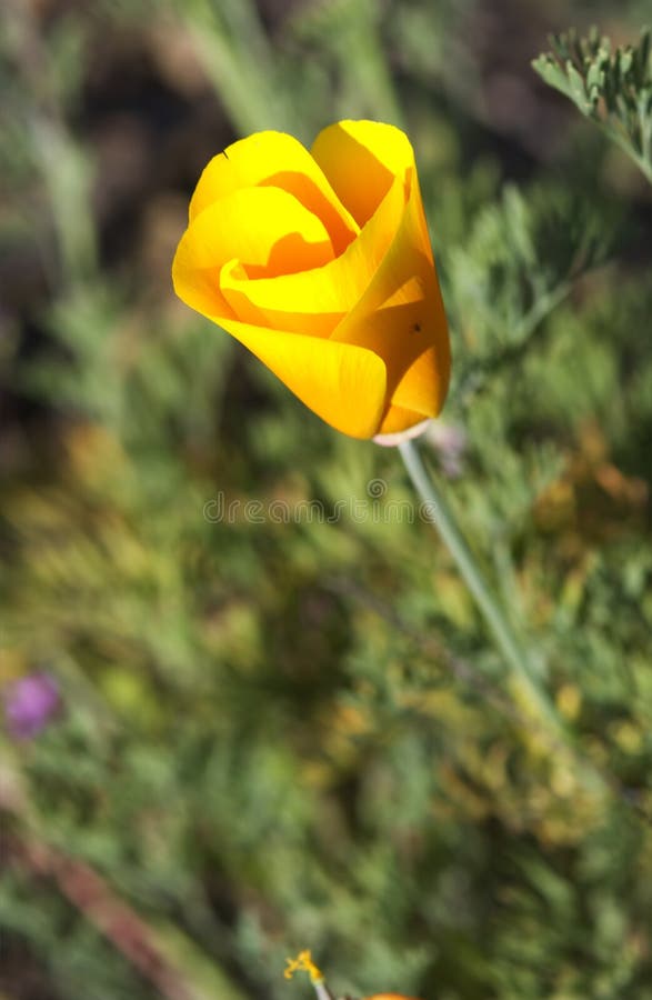 California poppy