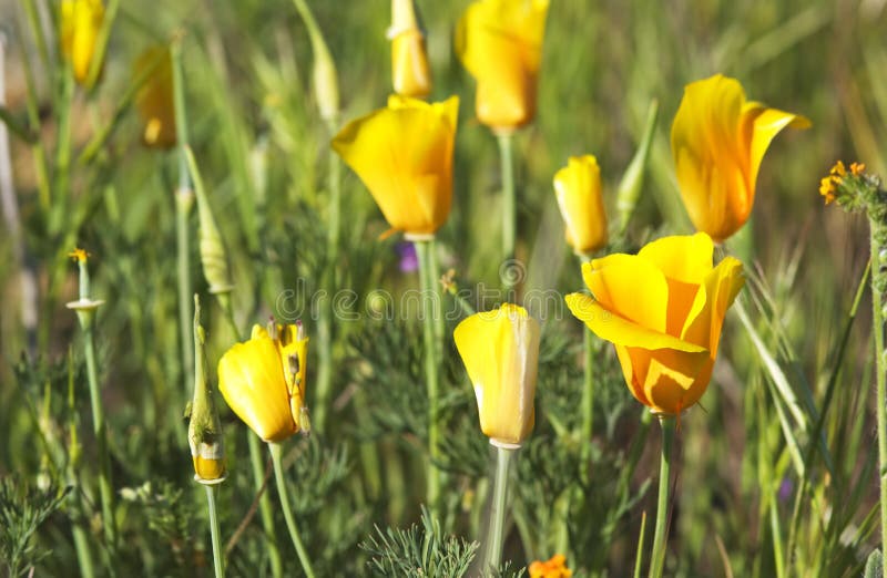 California poppy