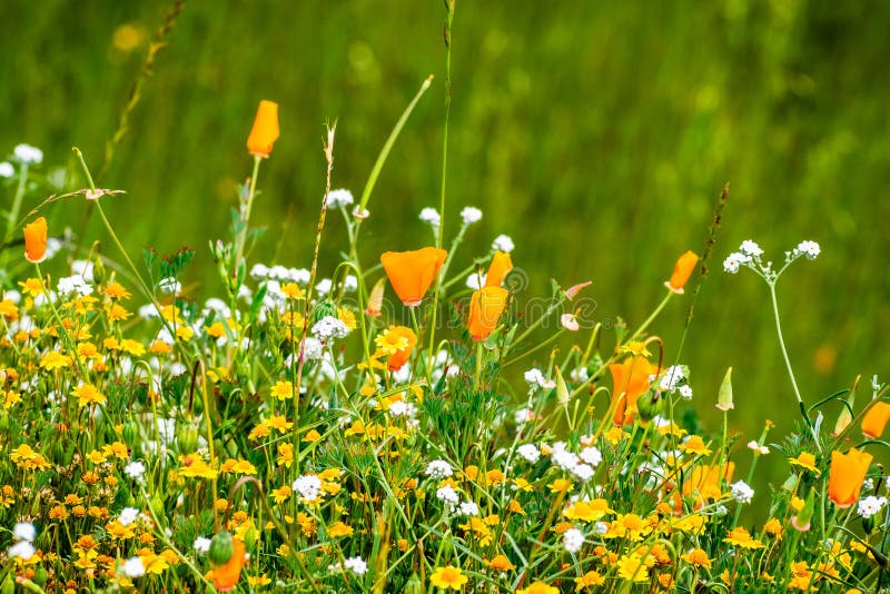 California poppy Eschscholzia californica and various other wildflowers blooming on a meadow, south San Francisco bay area, San stock photo California poppy Eschscholzia californica and various other wildflowers blooming on a meadow, south San Francisco bay area, San stock photo