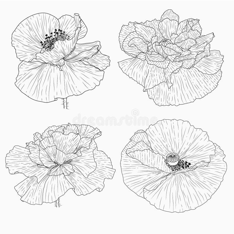California Poppy Flowers Drawn and Sketch with Line-art on White ...