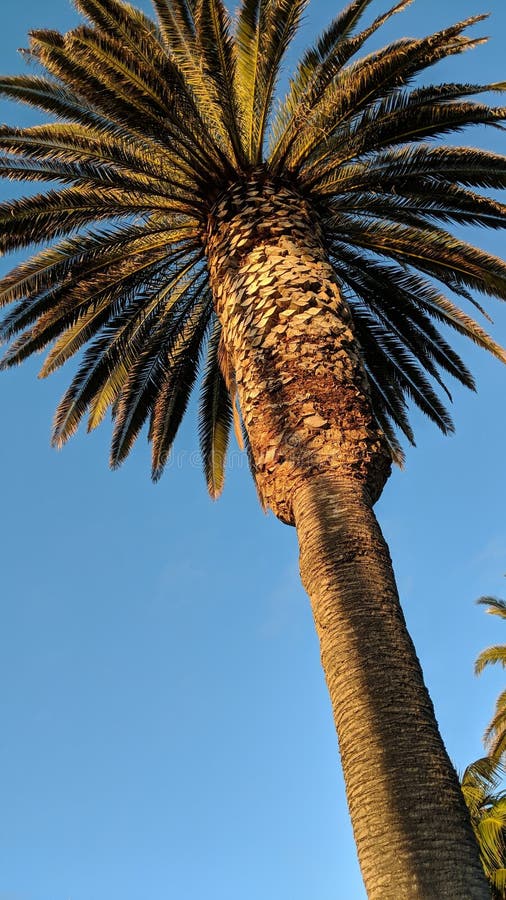 California Queen Palm stock photo. Image of leaf, 0x4c 275021670