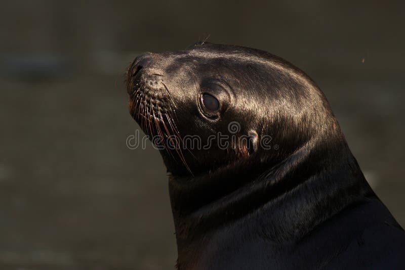 California Sea Lion