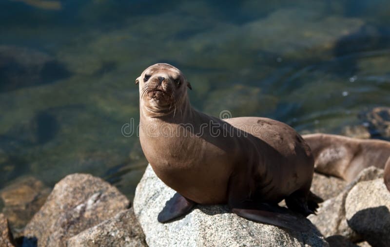 California sea lion in harbor