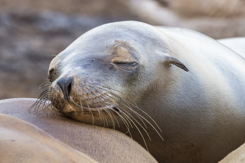 California Sea Lion resting on a neighbor`s body - San Diego, California