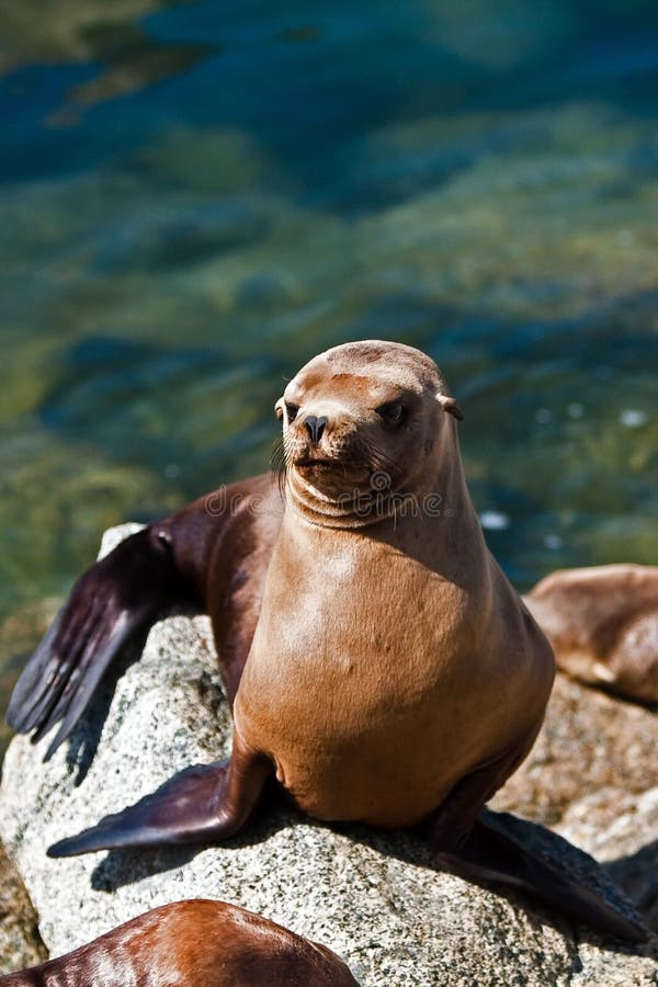 California sea lion in sun