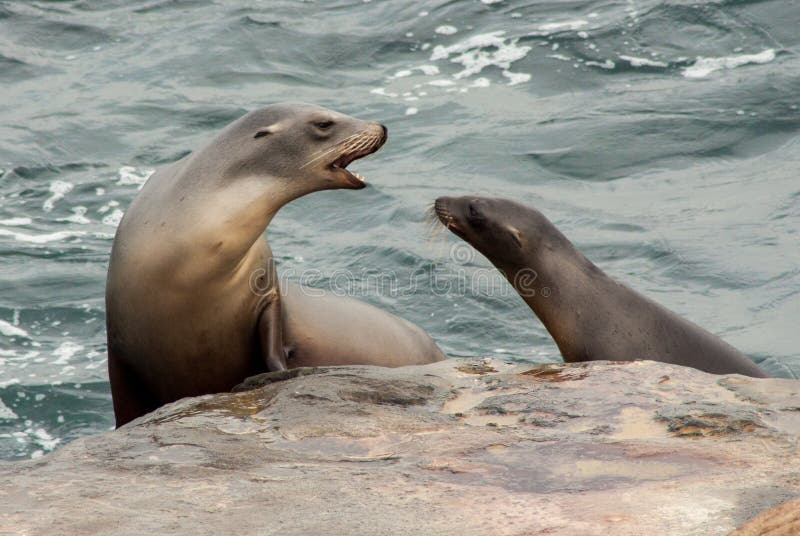 California Sea Lions