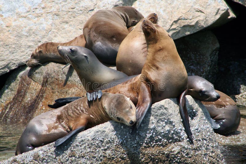 California sea lions