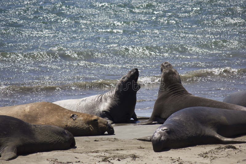 Sea lions saw on a beach in the road to Los Angeles. They are sea mammals characterized by external ear flaps, long foreflippers, the ability to walk on all fours, and short, thick hair. Sea lions saw on a beach in the road to Los Angeles. They are sea mammals characterized by external ear flaps, long foreflippers, the ability to walk on all fours, and short, thick hair.