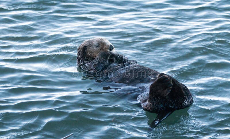 California Sea Otter preening in Morro Bay on the Central California Coast royalty free stock photos California Sea Otter preening in Morro Bay on the Central California Coast royalty free stock photos