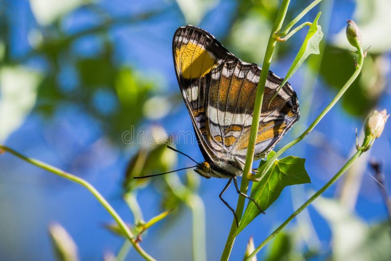 California sister butterfly (Adelpha californica) resting with its wings folded on a Morning Glory vine; blue sky background