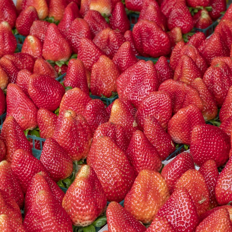 567 California Strawberries Stock Photos Free & RoyaltyFree Stock