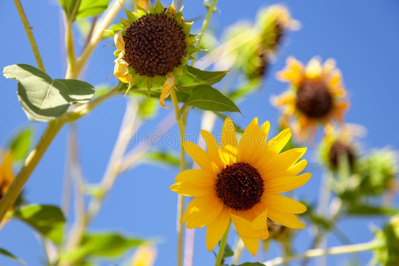 California Sunflower in Full Bloom Stock Image Image of annual