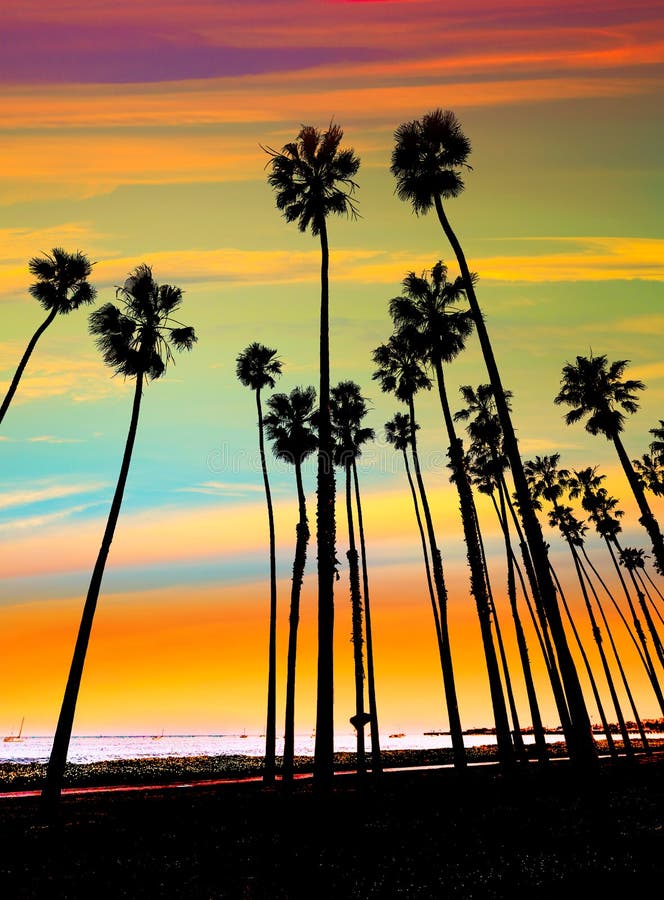 California sunset Palm tree rows in Santa Barbara royalty free stock image California sunset Palm tree rows in Santa Barbara royalty free stock image