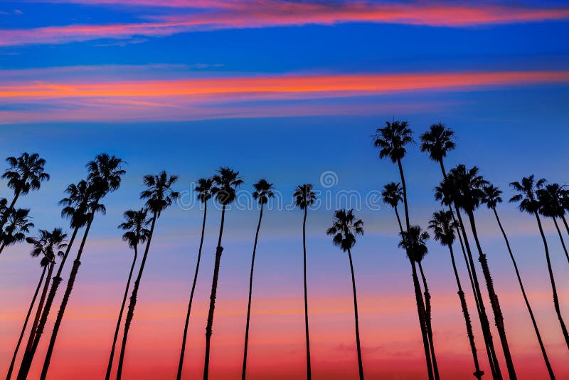 California sunset Palm tree rows in Santa Barbara royalty free stock images California sunset Palm tree rows in Santa Barbara royalty free stock images