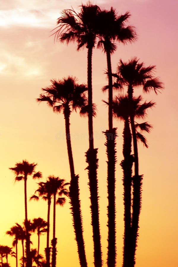 Two Southern California Palm Trees Silhouetted Against Dramatic Evening