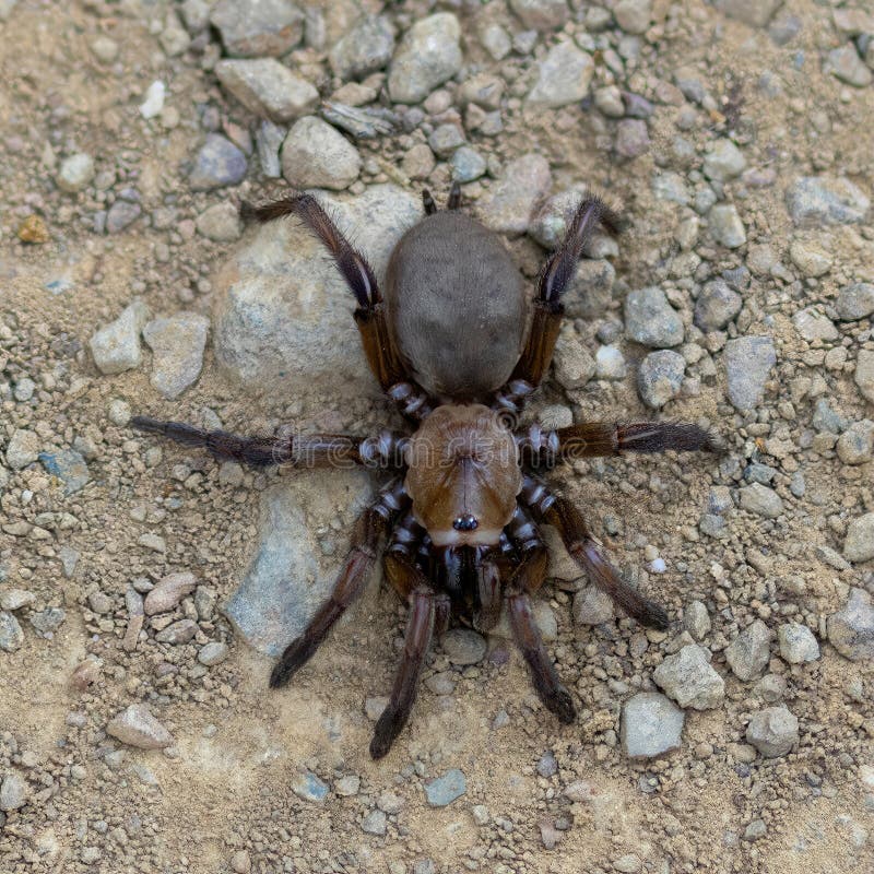 39 Trap Door Spider Stock Photos, High-Res Pictures, and Images