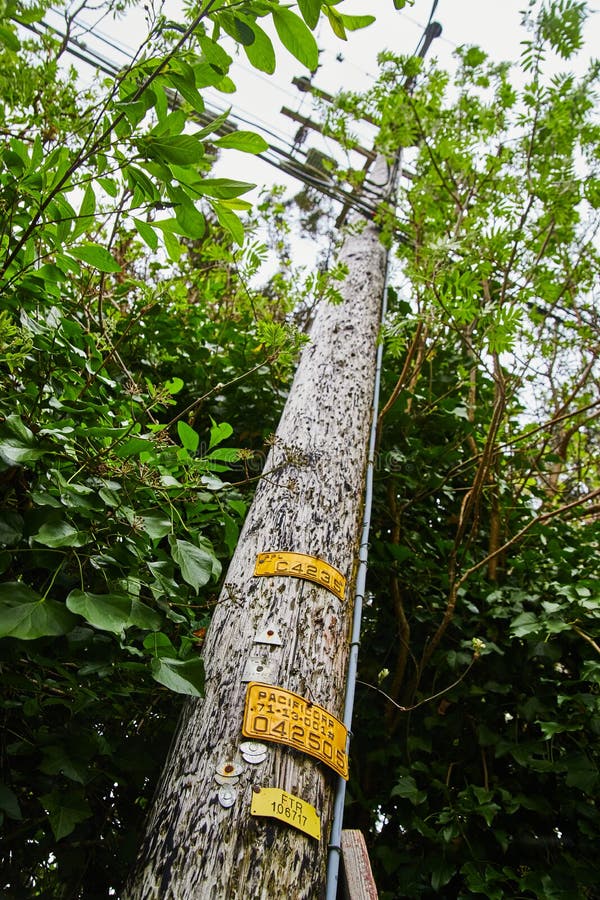 California Telephone Pole in Forest on Overcast Day Editorial Stock Photo Image of light