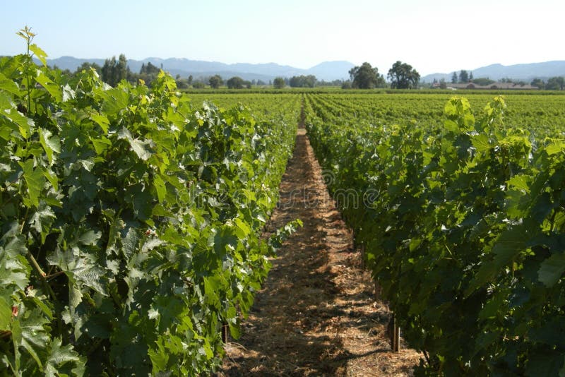 California vineyard