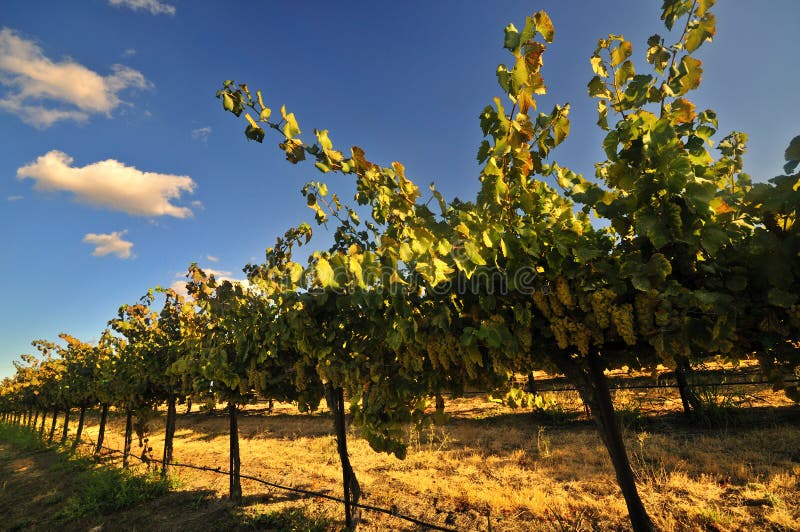 California vineyard stock photo. Image of wine, autumn 12507772
