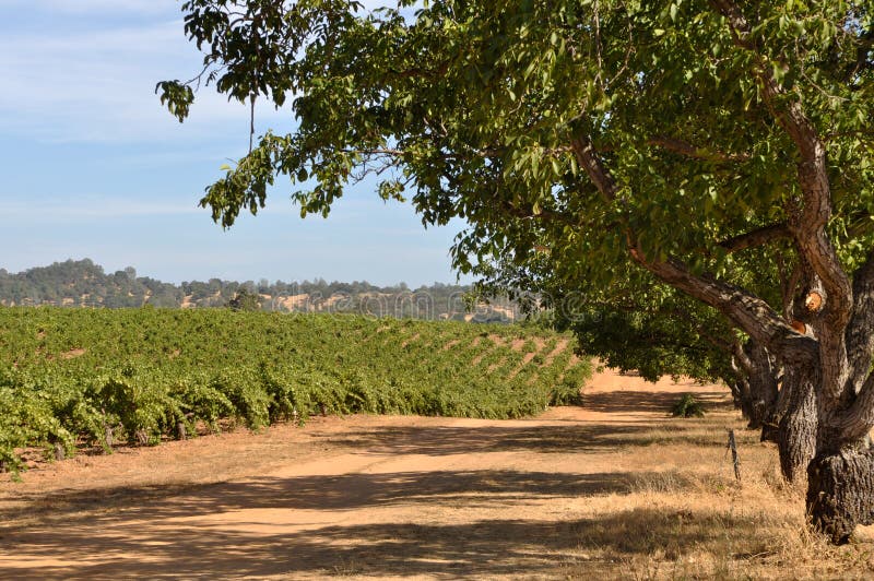 California Vineyard stock image. Image of making, field 22437151