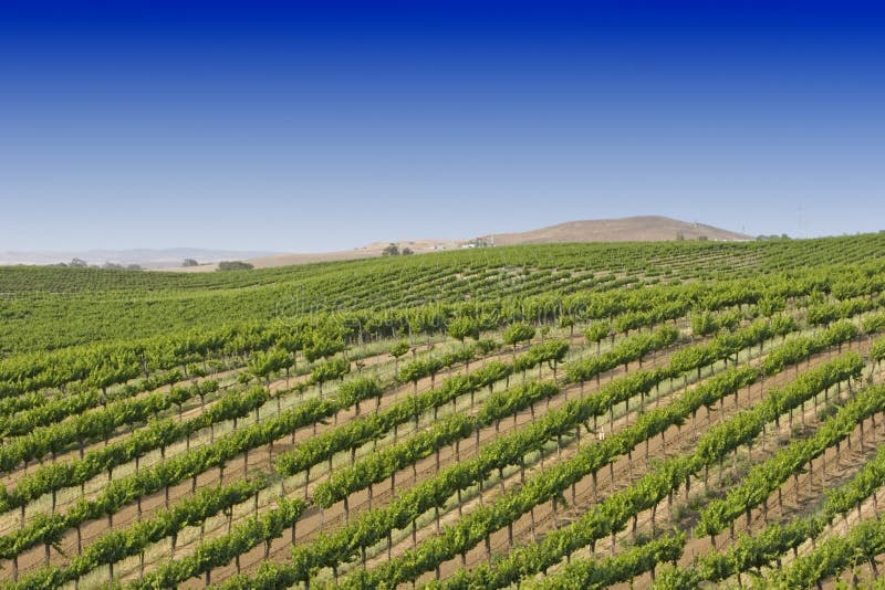 California vineyard stock photo California vineyard stock photo
