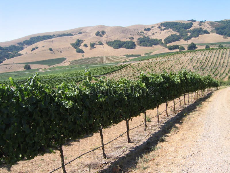 California Vineyard royalty free stock photos California Vineyard royalty free stock photos