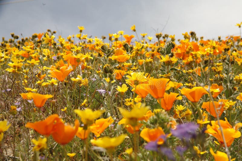 California Wildflower Extravaganza Stock Photo Image of anza