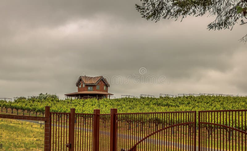 Cloudy Bay Winery in New Zealand Stock Photo - Image of plant, vineyard:  196698398