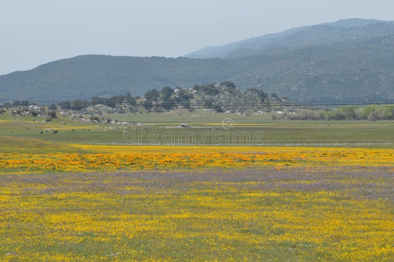 Californica Eschscholzia мака Калифорнии в луге стоковое фото rf Californica Eschscholzia мака Калифорнии в луге стоковое фото rf
