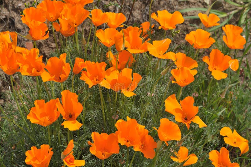 Californica Eschscholzia мака Калифорнии в луге стоковое фото rf Californica Eschscholzia мака Калифорнии в луге стоковое фото rf