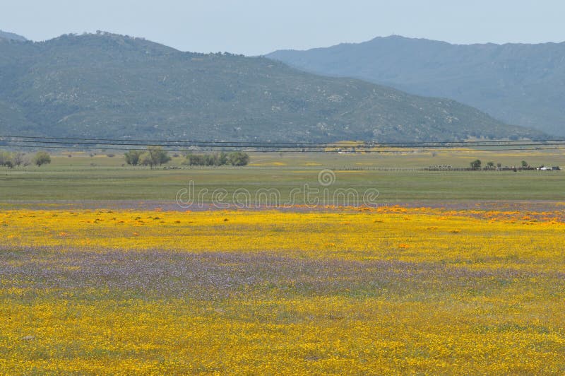 Californica Eschscholzia мака Калифорнии в луге стоковые фото Californica Eschscholzia мака Калифорнии в луге стоковые фото