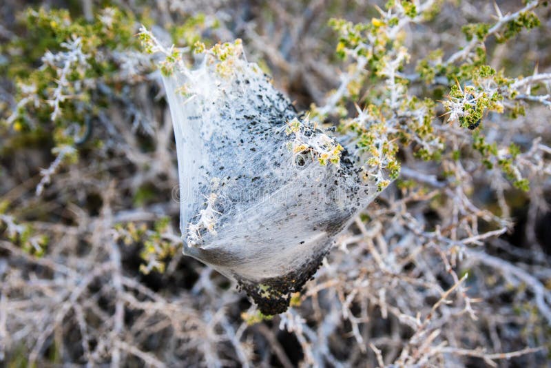 Californicum occidental de Malacosoma de chenilles de tente en parc national de Death Valley, la Californie images libres de droits Californicum occidental de Malacosoma de chenilles de tente en parc national de Death Valley, la Californie images libres de droits