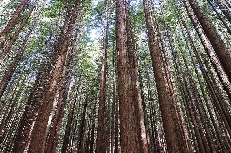 Picture of redwood trees in New Zealand. Picture of redwood trees in New Zealand