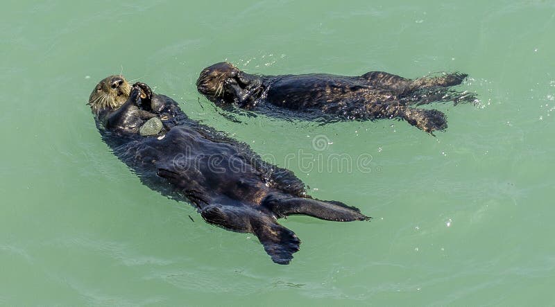 Californië op de manier aan Carmel, overzeese otters, royalty-vrije stock foto Californië op de manier aan Carmel, overzeese otters, royalty-vrije stock foto