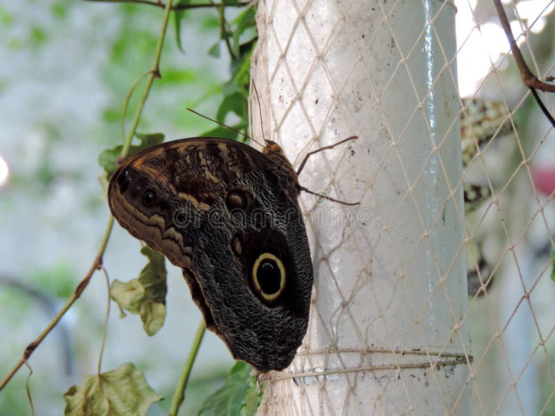 Caligo Eurilochus butterfly inside the Dubai Butterfly Garden royalty free stock image Caligo Eurilochus butterfly inside the Dubai Butterfly Garden royalty free stock image