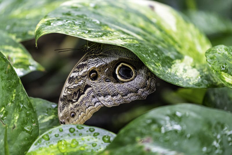 Caligo eurilochus lasowa gigantyczna sowa, zdjęcie stock Caligo eurilochus lasowa gigantyczna sowa, zdjęcie stock