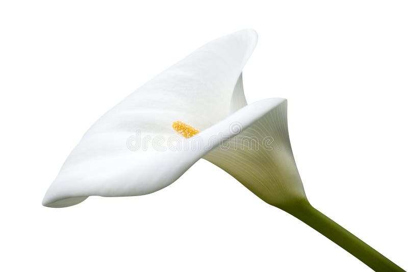 Calla